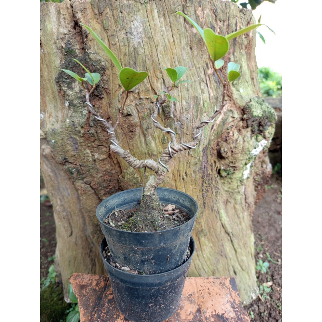 bahan bonsai beringin iprik