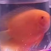 SEVERUM UKURAN 13-15 CM