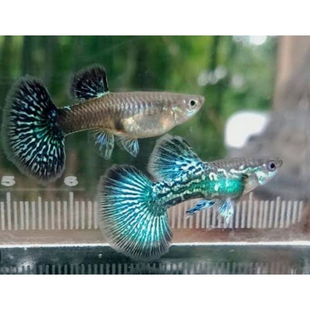 pewangi Guppy green dragon hm