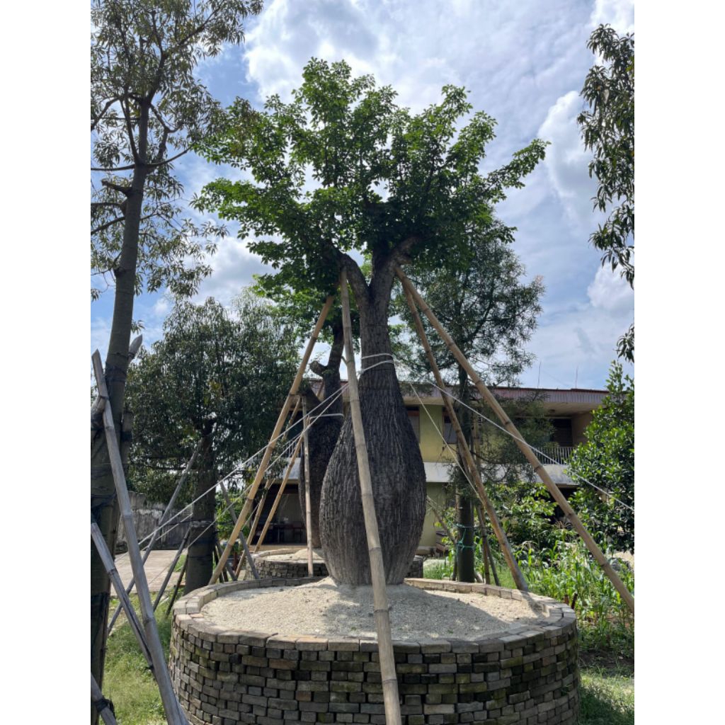 Pohon Bottle Tree Import American || Tanaman Mewah Bottle Tree Ready Stock