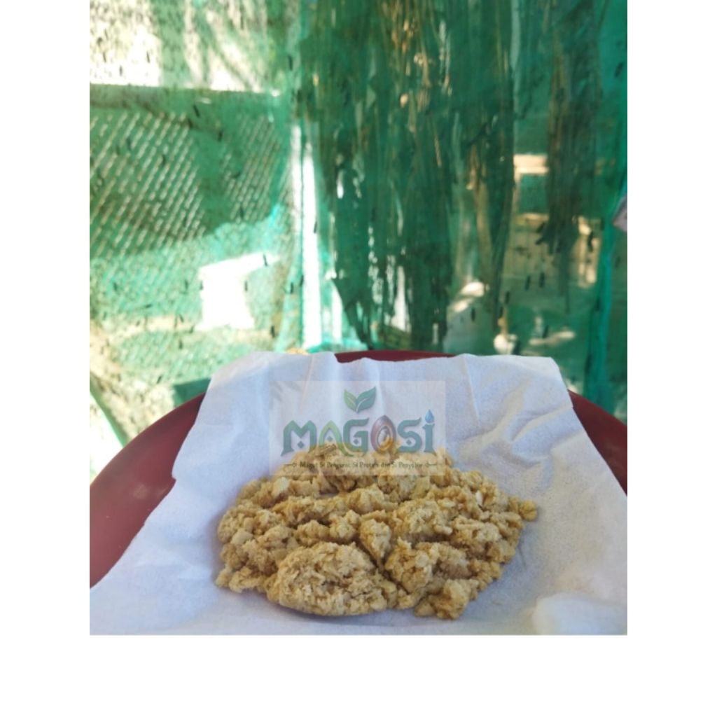TELUR MAGGOT BSF PER GRAM