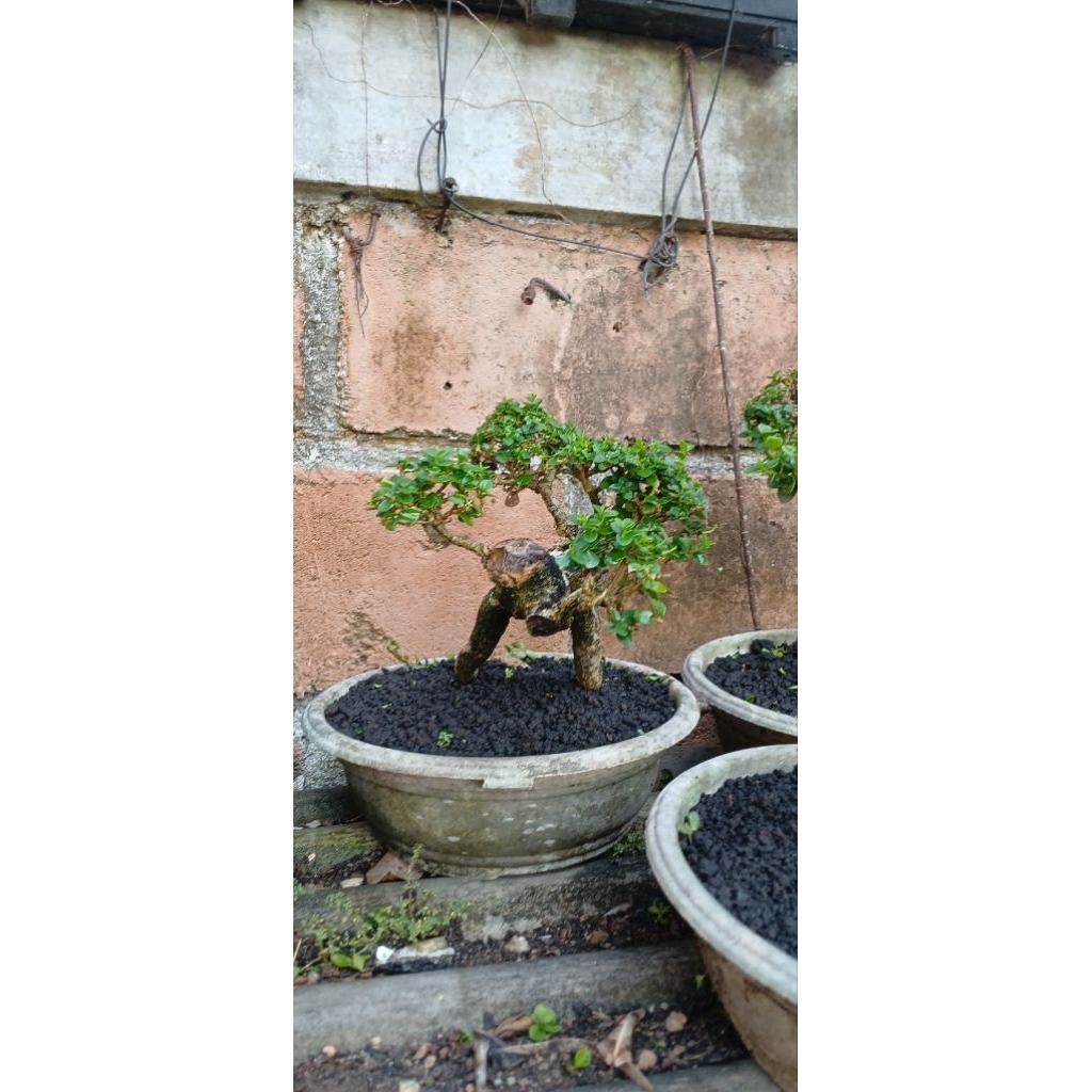 bonsai Sancang small