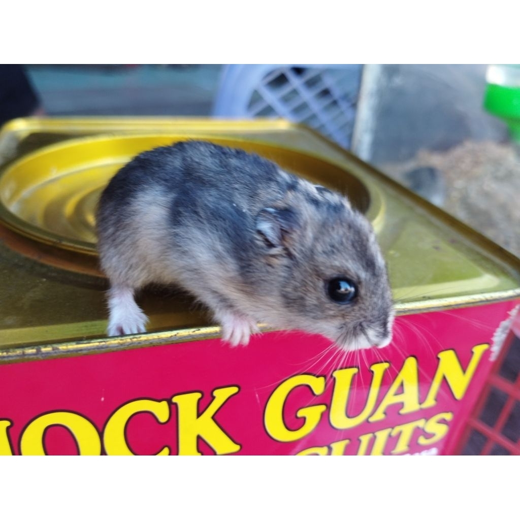 HAMSTER WINTER WHITE SEPASANG