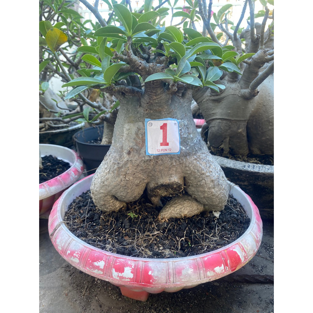 Adenium Thaisoco DCxGC
