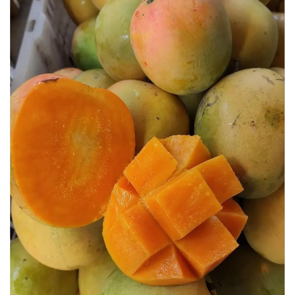 Mangga Manalagi si manalagi MANGGA MADU || Mangga gincu mangga gedong gincu