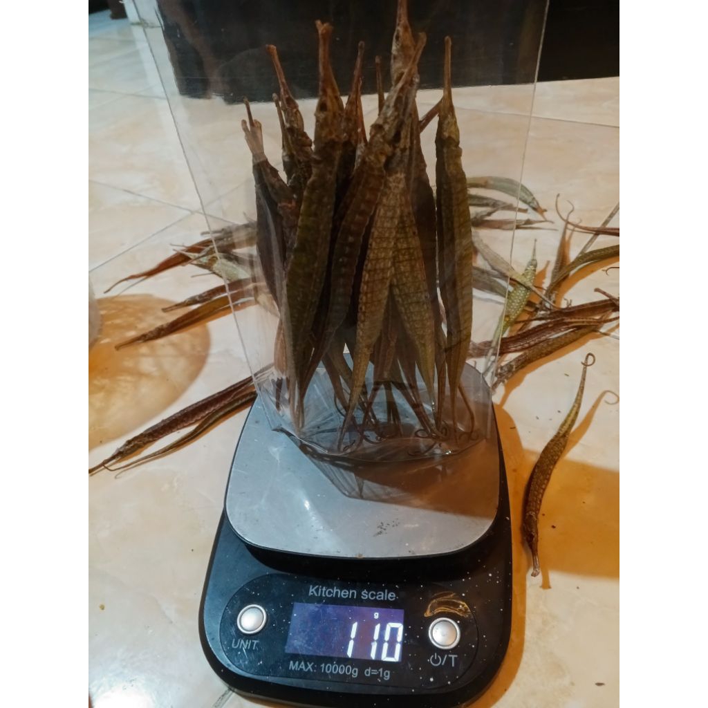 Naga Laut Hitam Kering Grade A || 100Gram
