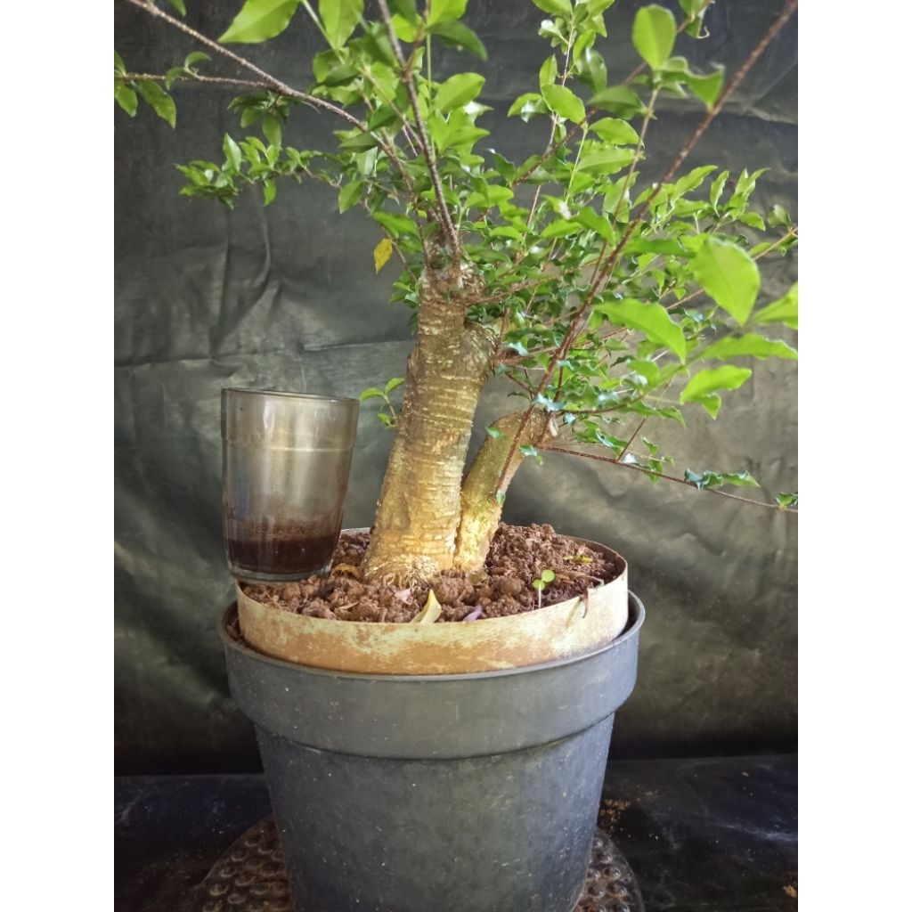 Bahan bonsai sakura mikro besar twin sesuai foto