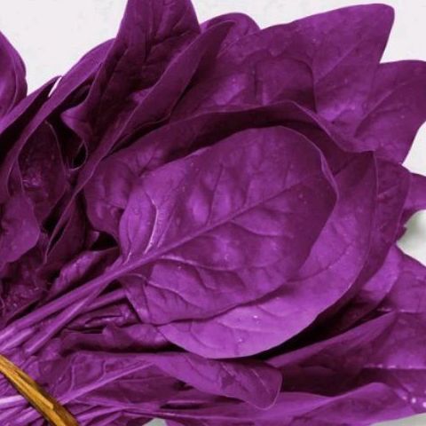 Murah  Benih Import Sayur Bayam Ungu Isi 60 Biji Premium  Asli Kemasan Repack BB138