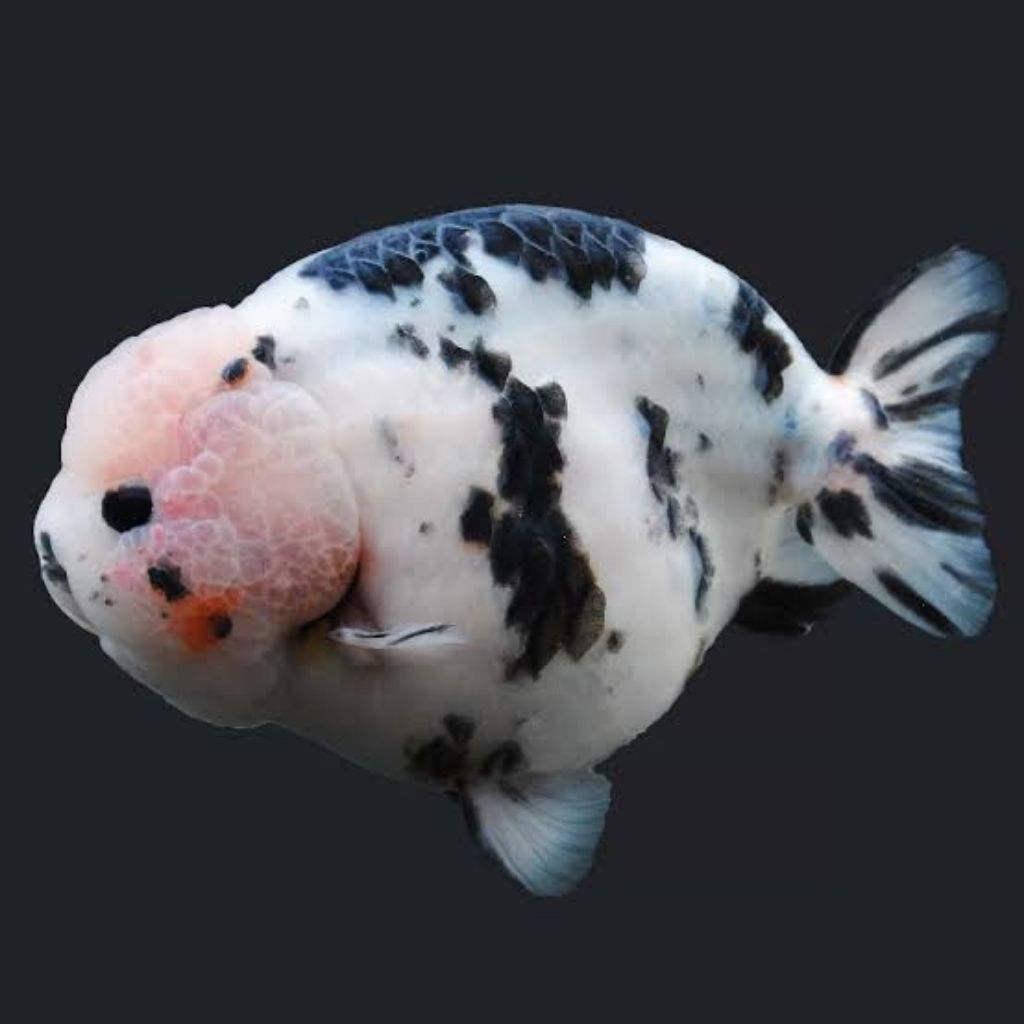 IKAN HIAS KOKI GOLDFISH SAPI SIZE JUMBO 14-15 CM
