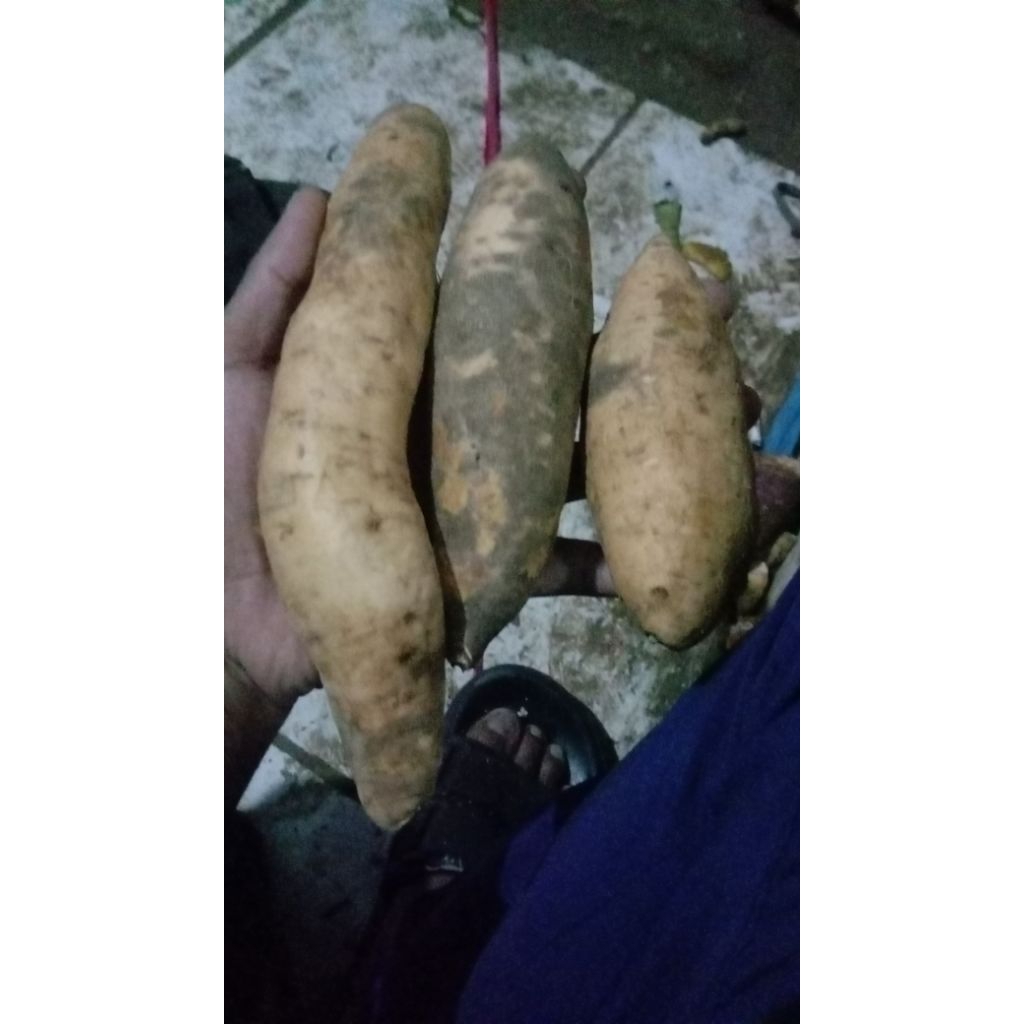 ubi Cilembu mentah