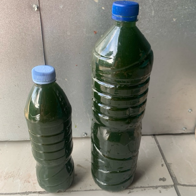 Chlorella 1,5 Liter / Green Water Chlorella/ Air Hijau Chlorella Terjangkau