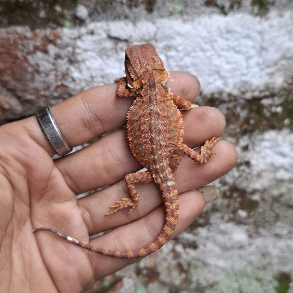 Action Figure Bearded Dragon Half DarkRed