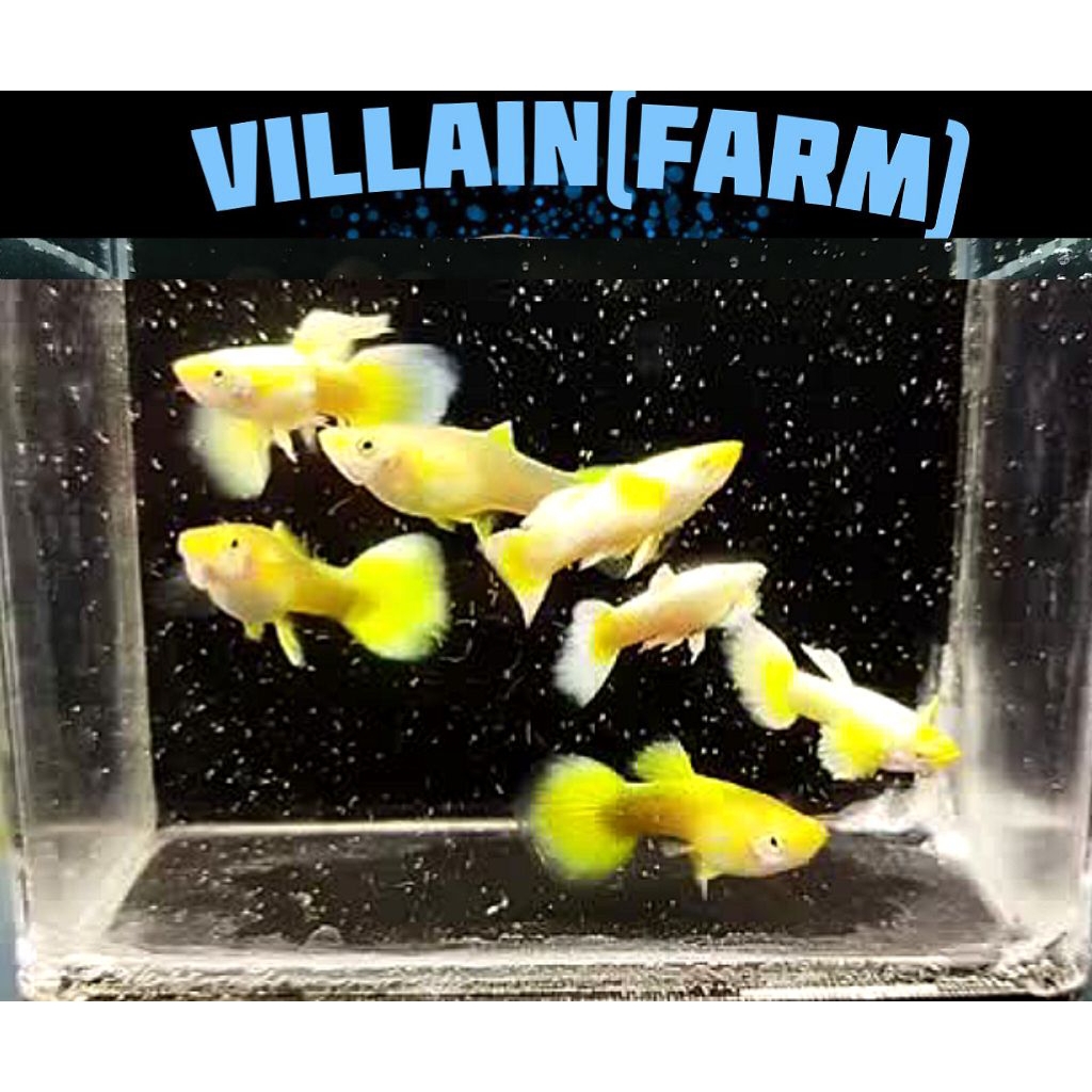 Guppy Full Gold High Quality Siap Indukan - Villain Farm