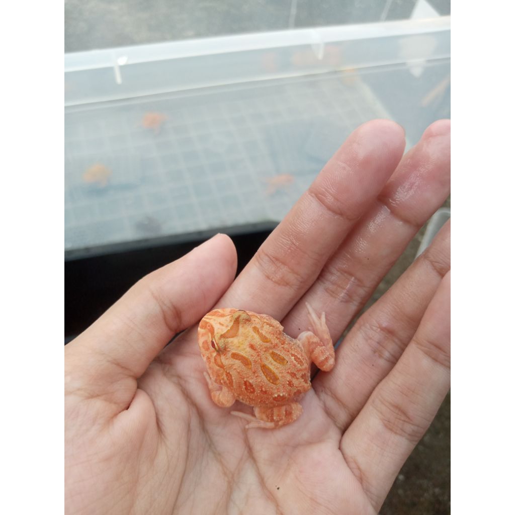 Pacman Frog Cranwelli