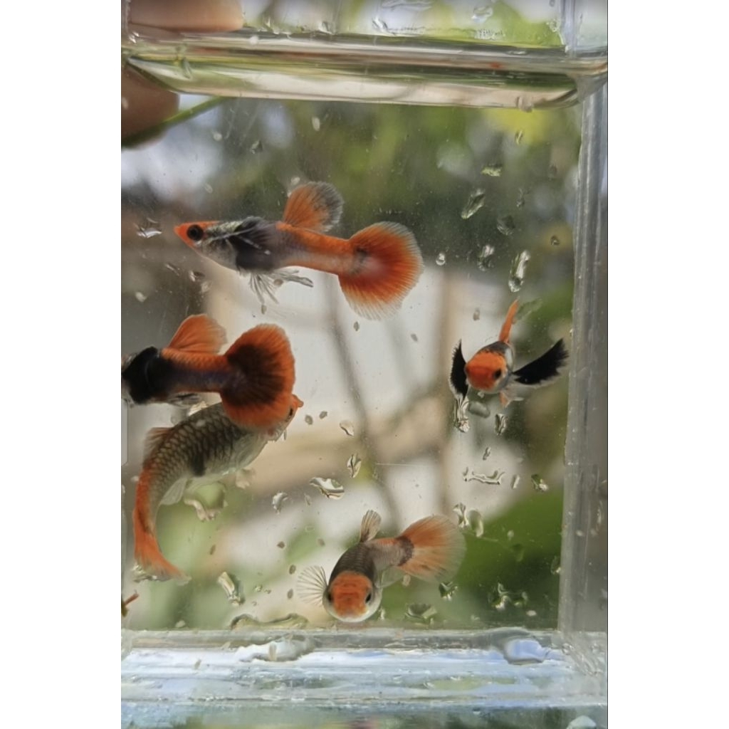 ikam guppy PRTDE koi-ikan hias menawan, ikan air tawar