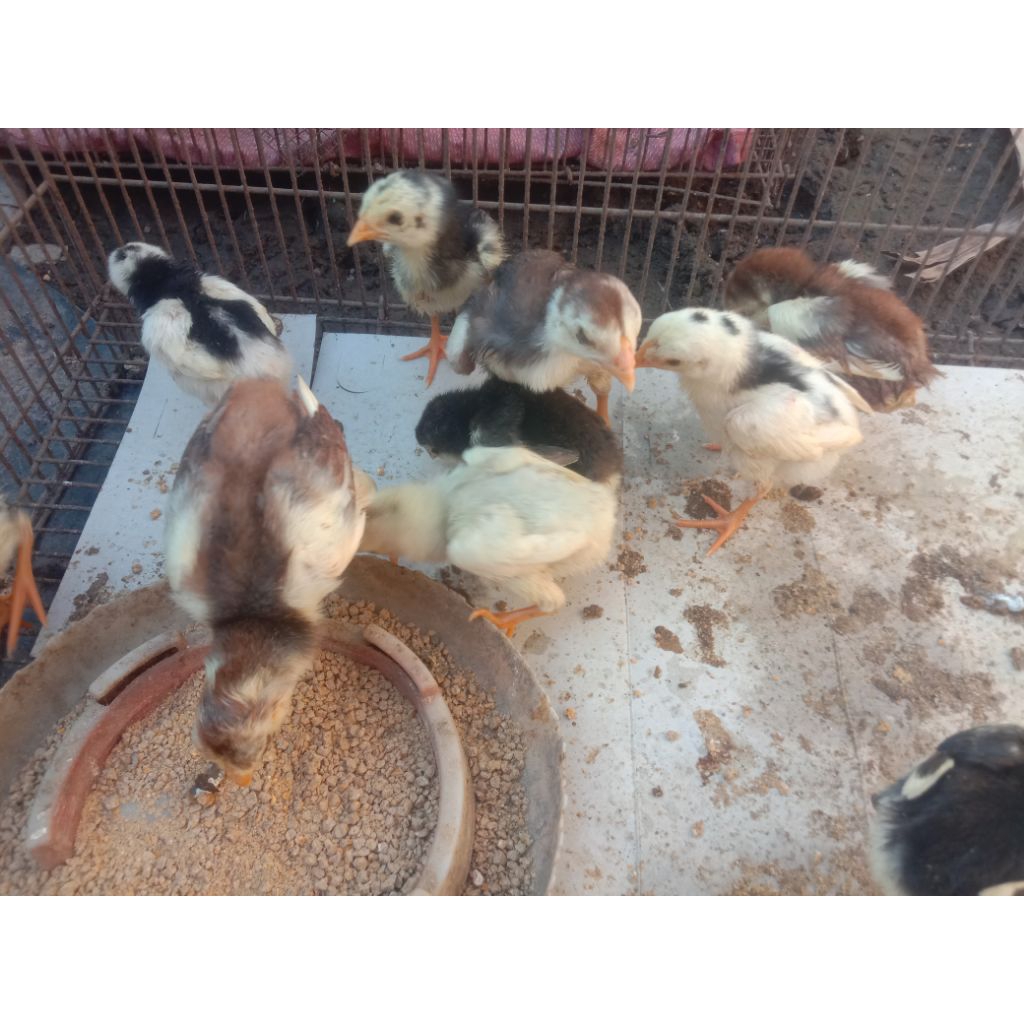 anak ayam atau DOC Bangkok klasik / Mangon / Pama 1 Minggu - 2 Minggu