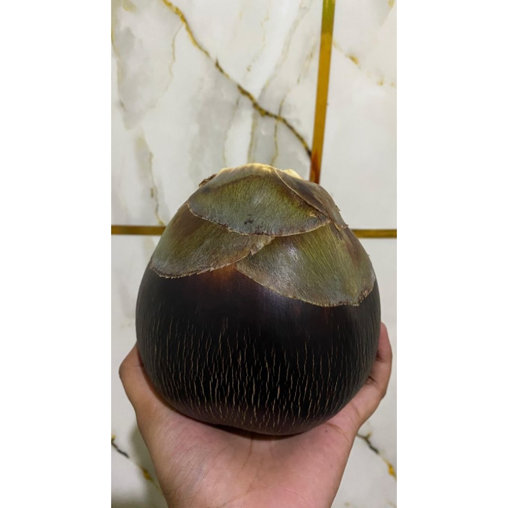 Buah Siwalan Segar Asli Tuban | Buah Lontar Muda Manis |