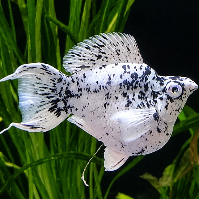 Molly Ballon Dalmatian Lyre tail crystal eyes