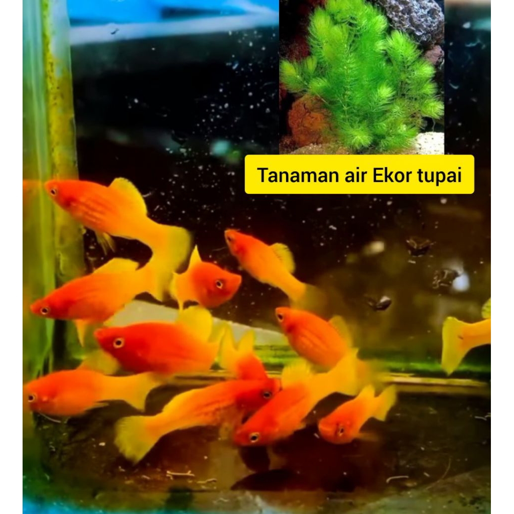 sunrise 2jantan 3betina dan tanaman air ekor tupai
