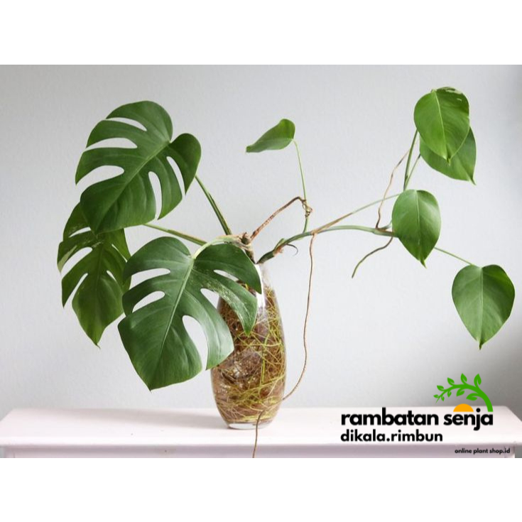 Tanaman Hias Air Monstera Pertusa / Rhaphidophora Pertusa