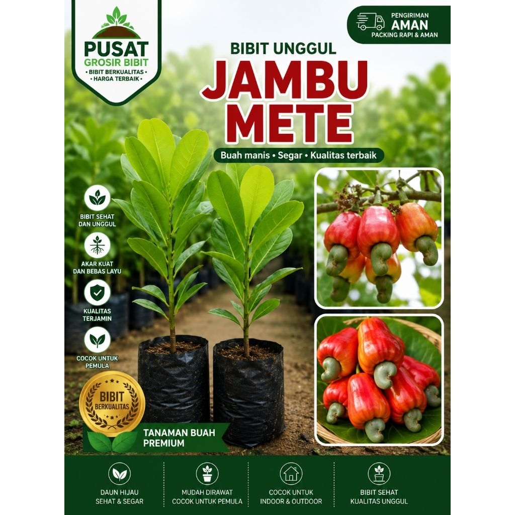 BIBIT JAMBU METE/JAMBU MONYET