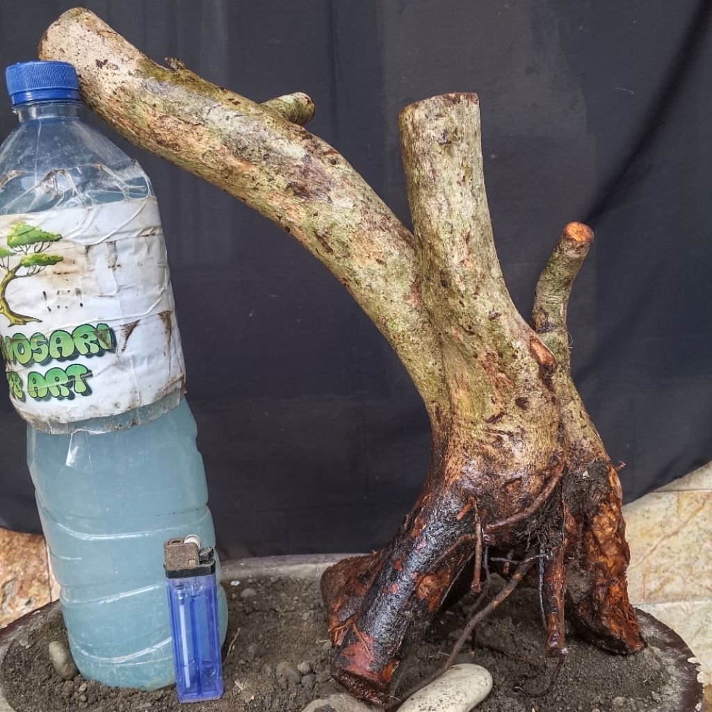 Bahan Bonsai Rukem Pucuk Merah Formal Meliuk Bogel Medium Size Real Pict