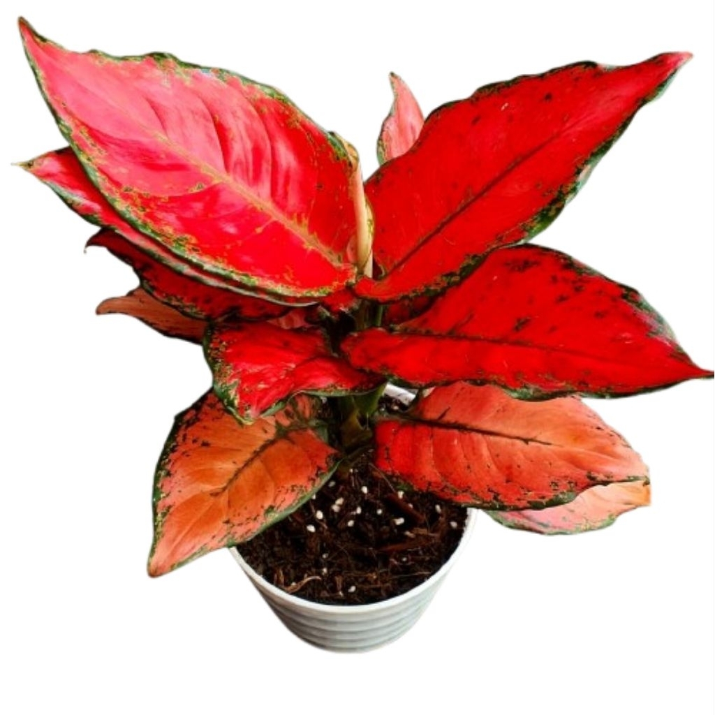 Aglonema Red Dud Anjamani