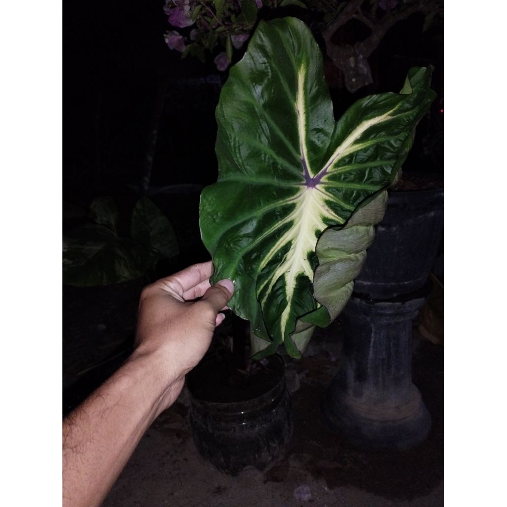 colocasia white lava remaja