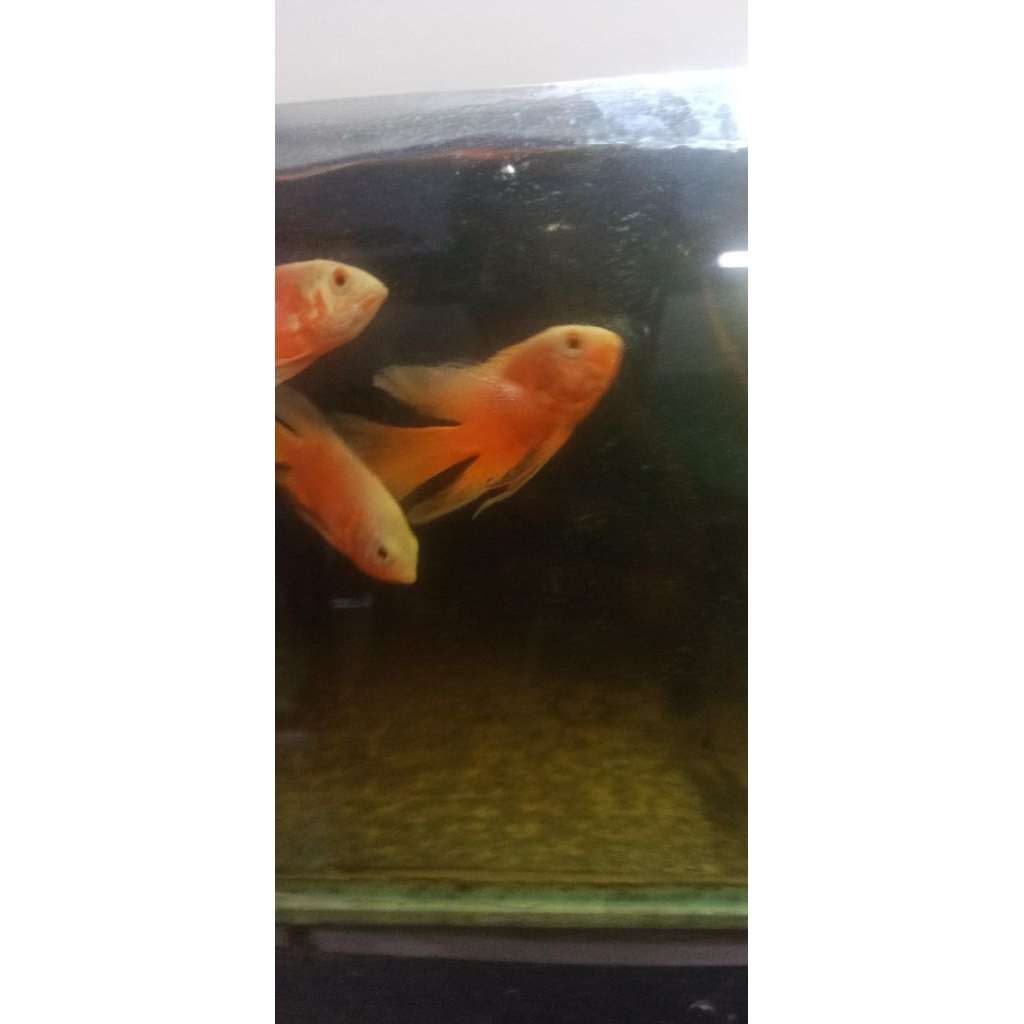 TERLARIS : IKAN OSCAR PARIS SLAYER