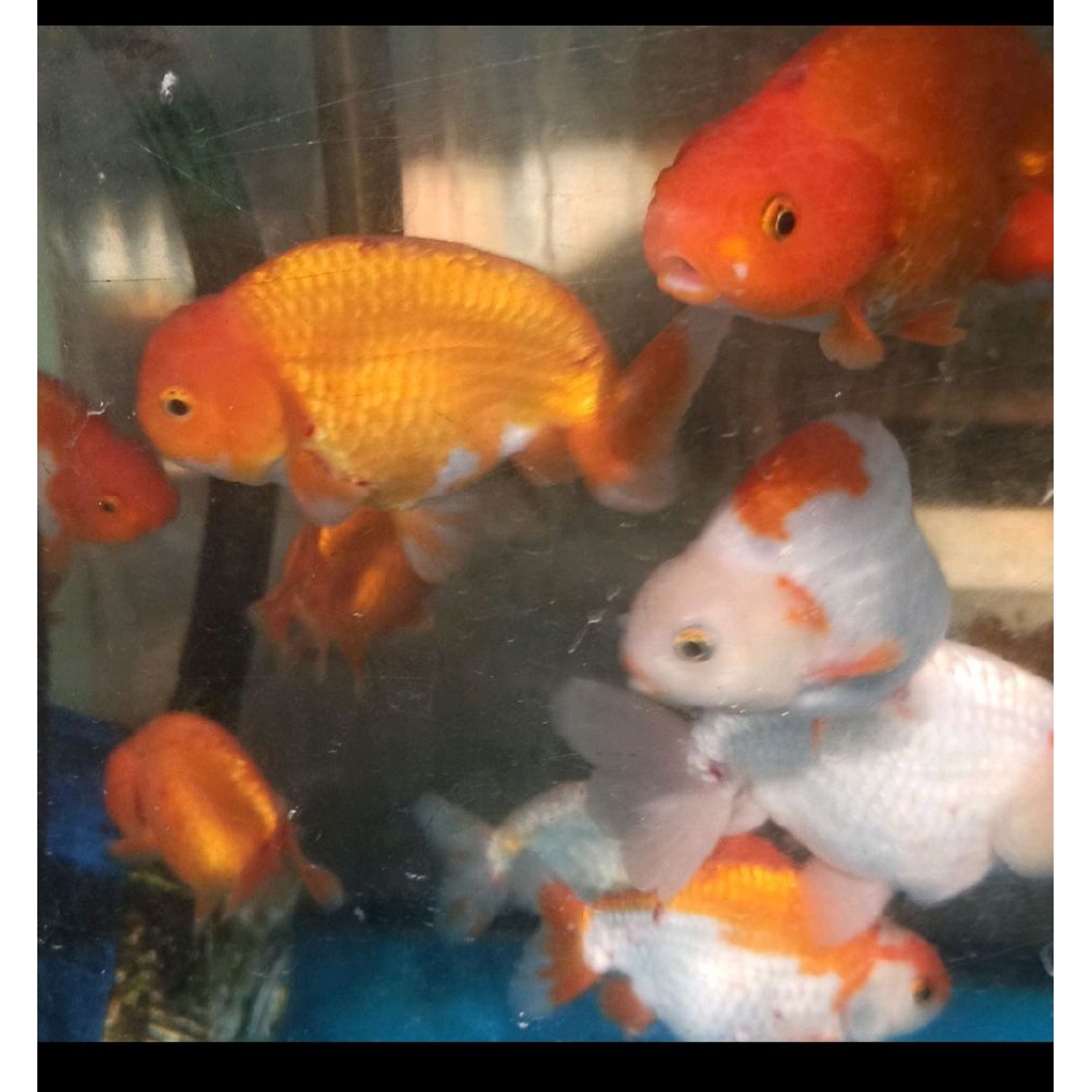 ikan mas koki ranchu size 10-11 CM