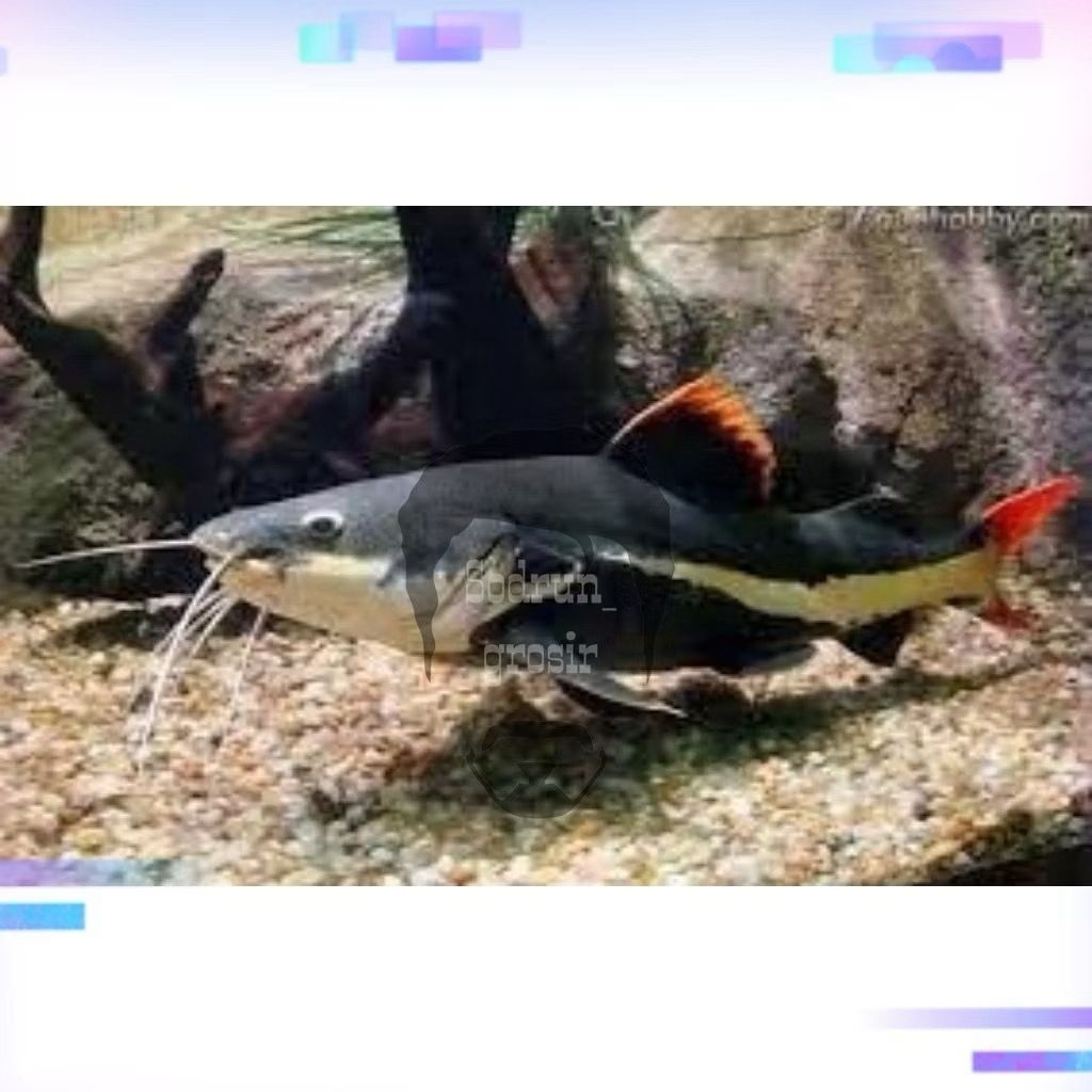 Rtc cat fish lele Doraemon hiasan aquarium tankmat asliikan bergaransi