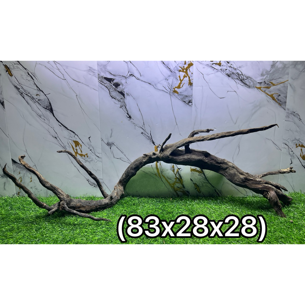 Kayu tenggelam santigi pasir SULAWESI uk 80-89 cm  (phempis acidula) berat > 2kg