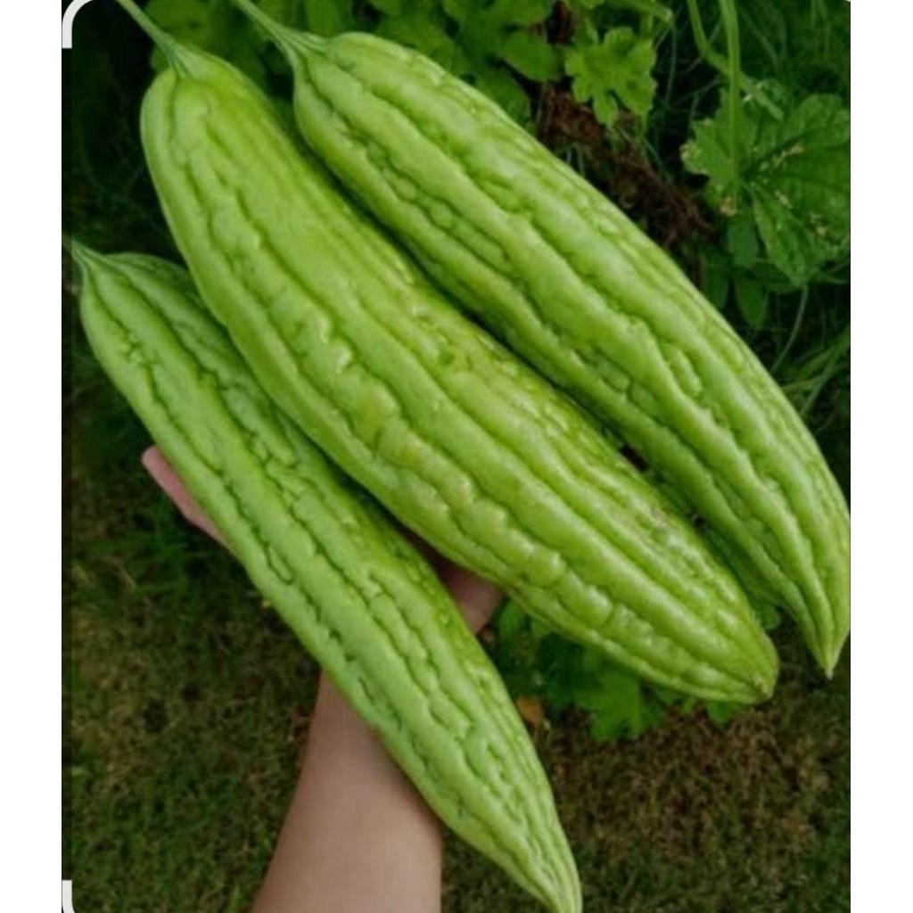 BENIH/BIJI PARE UNGGUL PAKET 10 BUTIR