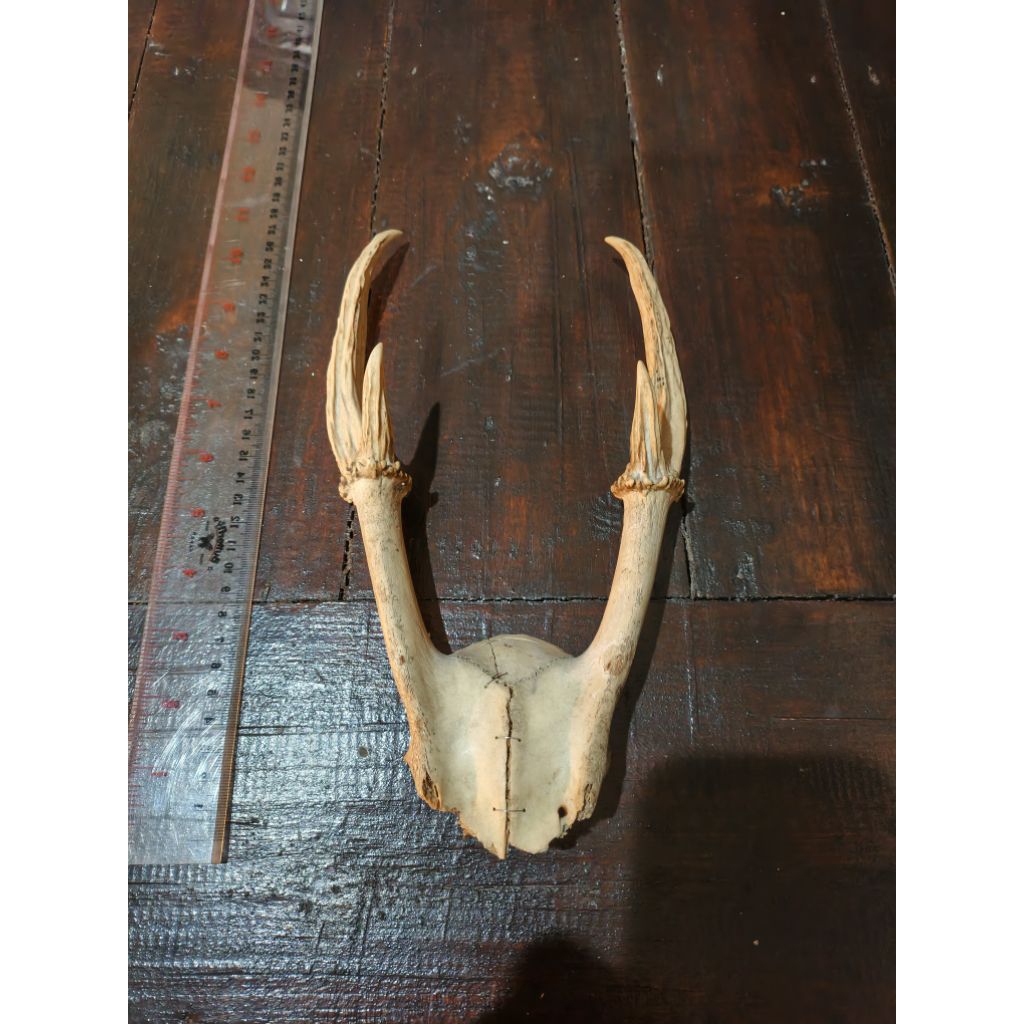 pajangan tanduk rusa asli antik