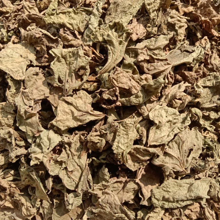 100 gram Daun Bengkuang Kering / Daun Bangkoang Kering / Daun Bangkuang Kering Herbal Alami