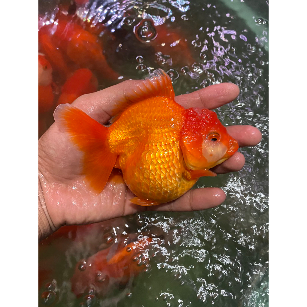 ikan mas koki oranda