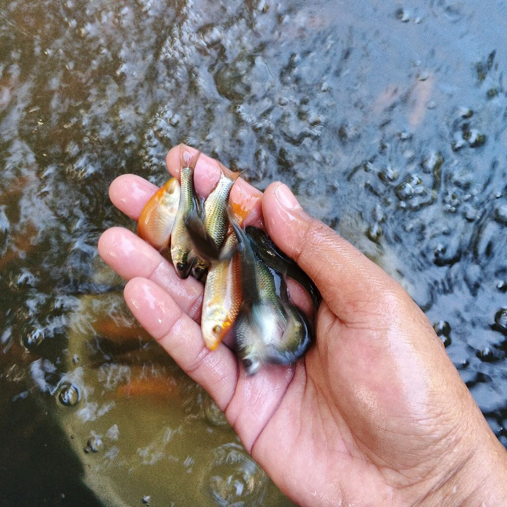 IKAN NILEM/TERAPI KAKI SIZE 5-6CM (KHUSUS INSTAN)