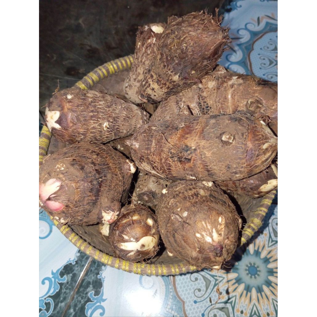 UMBI TALAS  JODANG PULEN /1KG