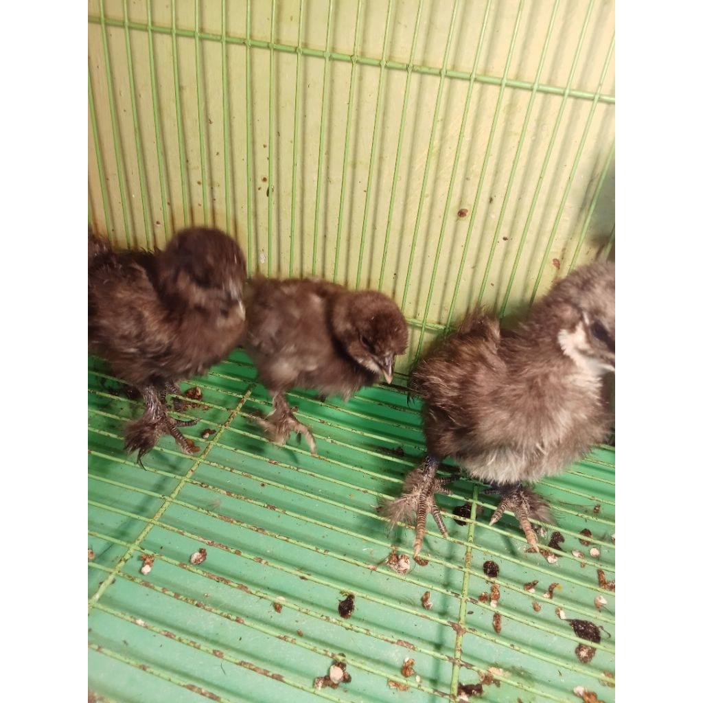 ayam Amerika silkie umur 1 bulan