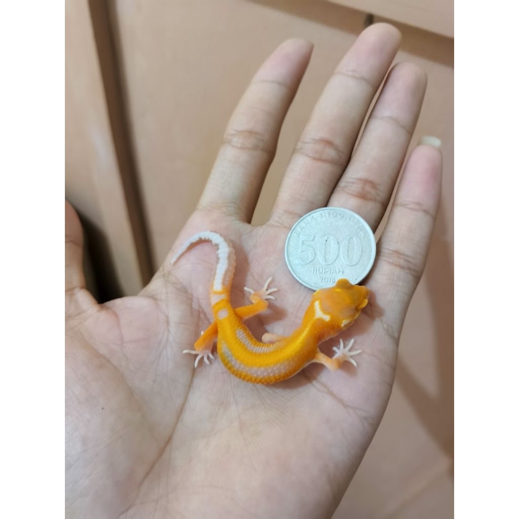 Etalase Gecko baby