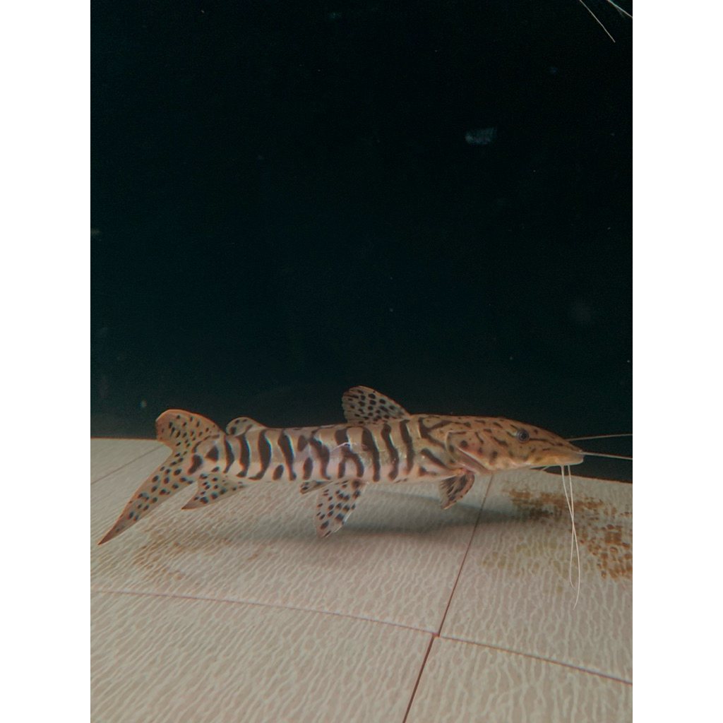 tsn Tiger shovel nose catfish (SSB) size 25-27cm