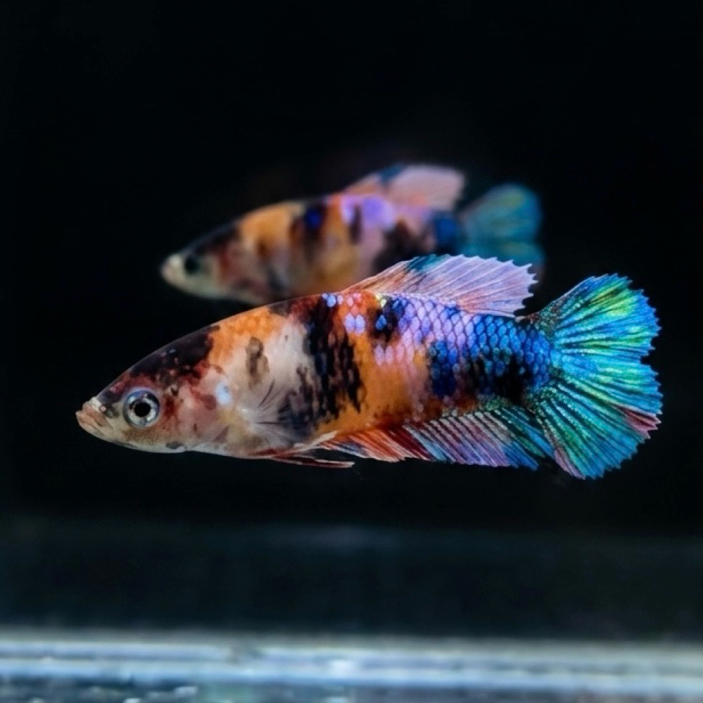 CUPANG / BETTA BETINA PKDT MULTI ( REAL PIC )