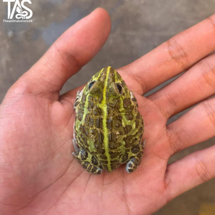 Pixie Frog (African BullFrog) 5-7 cm