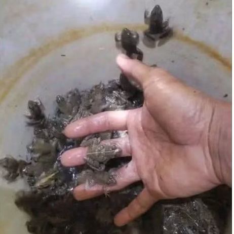 kodok sawah ukuran sedang besar isi 100e katak air ukuran jempol kaki isi 100e kodok katak sawah pak