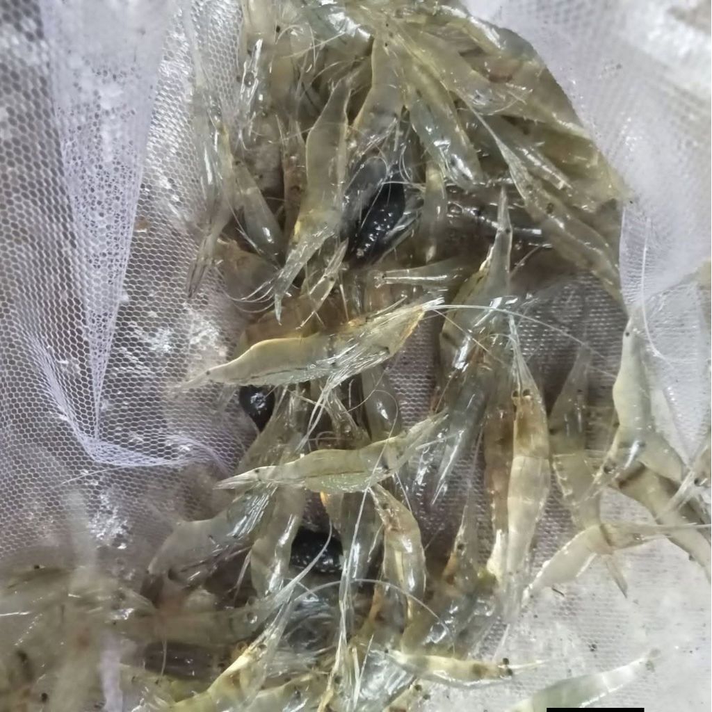 udang sawah hidup pakan ikan predator arwana udang hidup untuk pembentukan warna ikan oscar chana dl