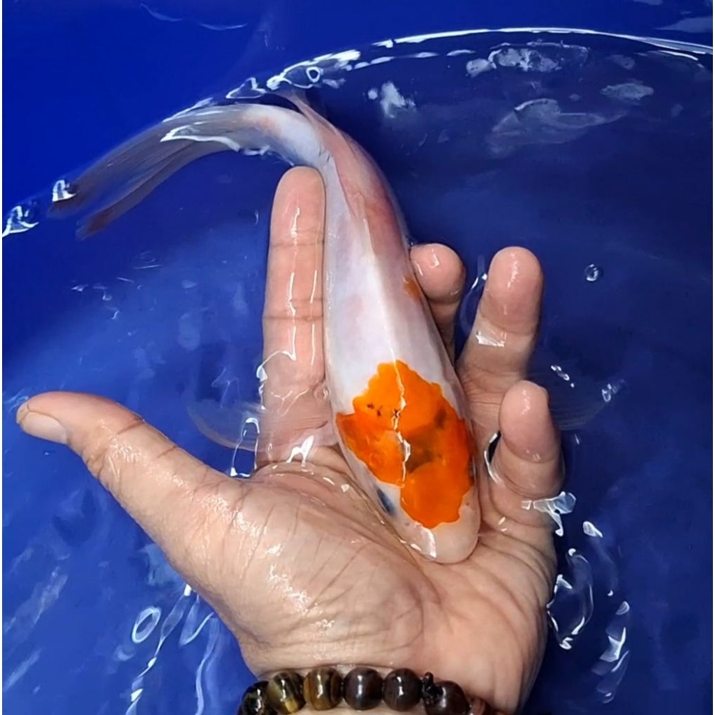 Ikan Koi Blitar Jenis Slayer Kumpay / Rumah Koi Jakarta / kode 002