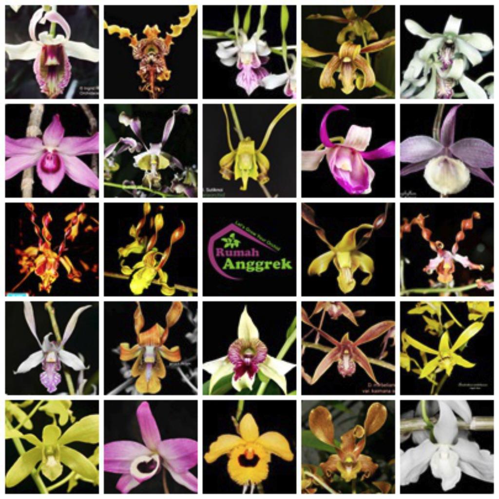 Seedling Anggrek Dendrobium Spesies Premium dendro bunga bulat wangi harum bibit hasil persilangan h