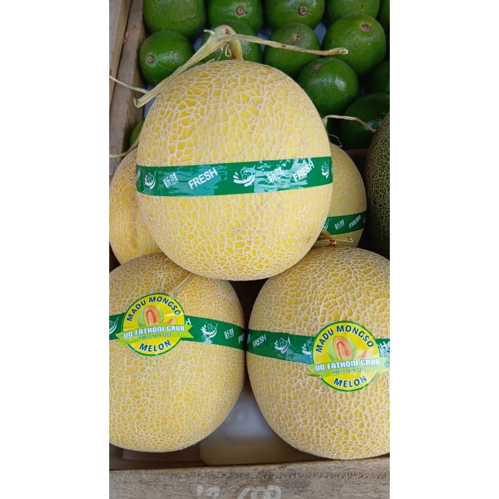 MELON INTHANON MANIS