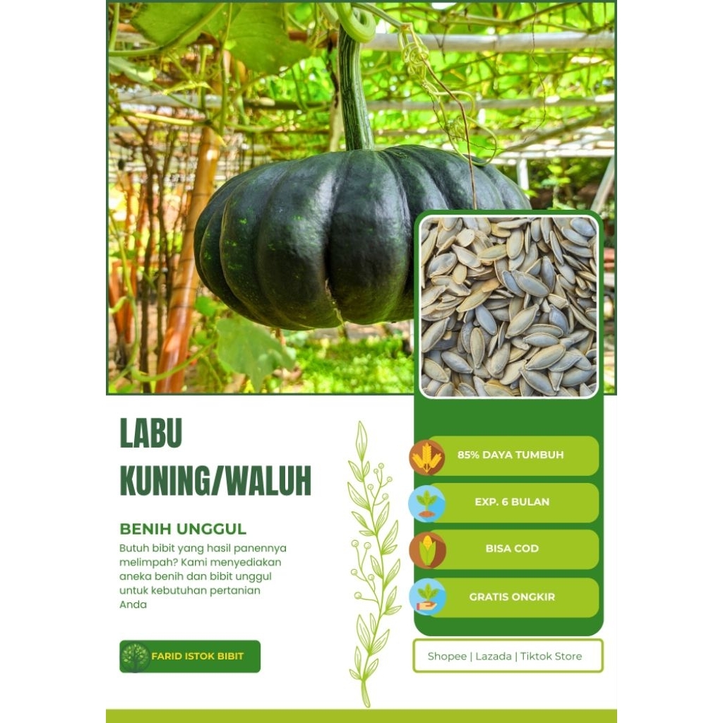 Benih Unggul LABU KUNING (500 biji)
