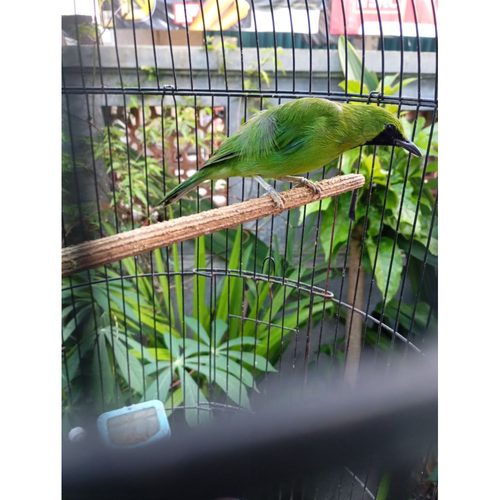 burung cucak ijo mini gacor
